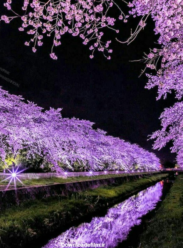 در این شب زیبای بهاری - عکس ویسگون