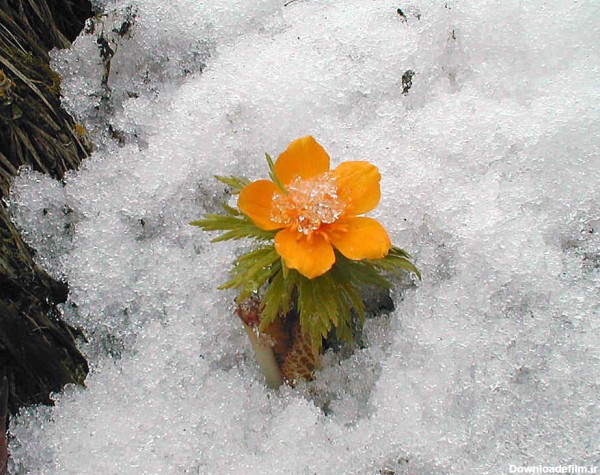 گل یخی - عکس ویسگون