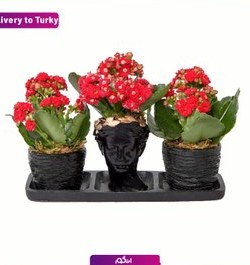 خرید و قیمت ست گلدان سه تایی کالانکوئه بهاری (ارسال گل به ترکیه) | ترب