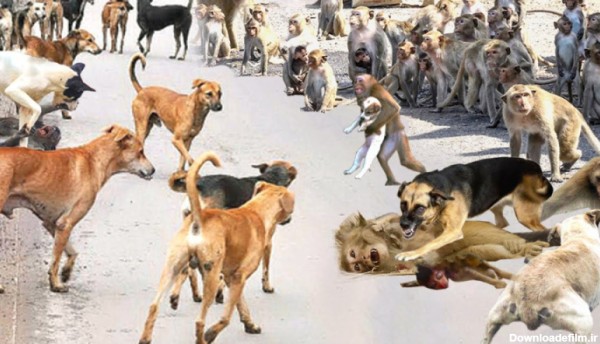 کشتن 250 سگ توسط میمون های عصبانی برای انتقام | نبرد حیوانات