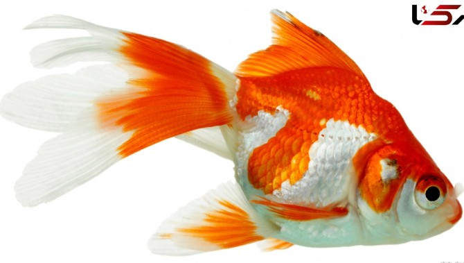بلاهای خطرناکی که ماهی قرمز عید سرتان می آورد!