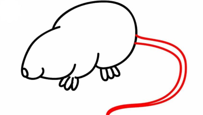نقاشی موش آموزش تصویری در 6 مرحله آن را بکشید