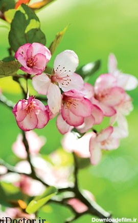 عکس های تماشایی از زیبایی های فصل بهار و شکوفه های درختان