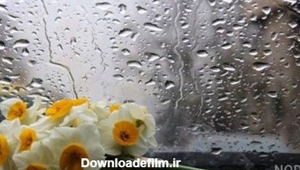 عکس گل نرگس زیر باران - عکس نودی