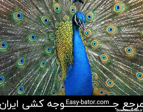 آموزش پرورش طاووس و جوجه کشی از تخم طاووس