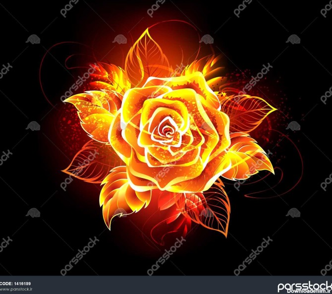 گل رز از آتش و شعله روی پس زمینه سیاه 1416189