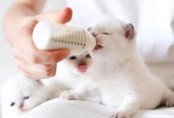 شیر دادن به بچه گربه با شیشه شیر | وبلاگ باران‌پت