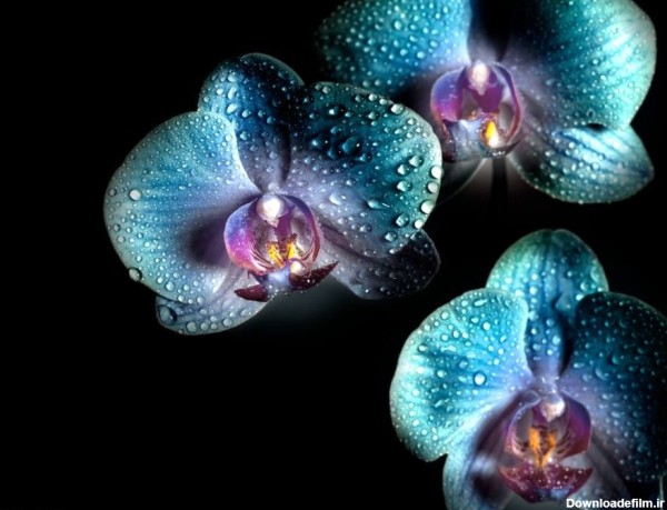 80 عکس خیره کننده گل ارکیده طبیعی