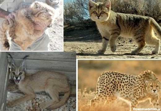 ١٠ گربه ایرانی؛ نگاهی به همه گربه‌سانان ایرانی از بزرگ‌ترین تا ...