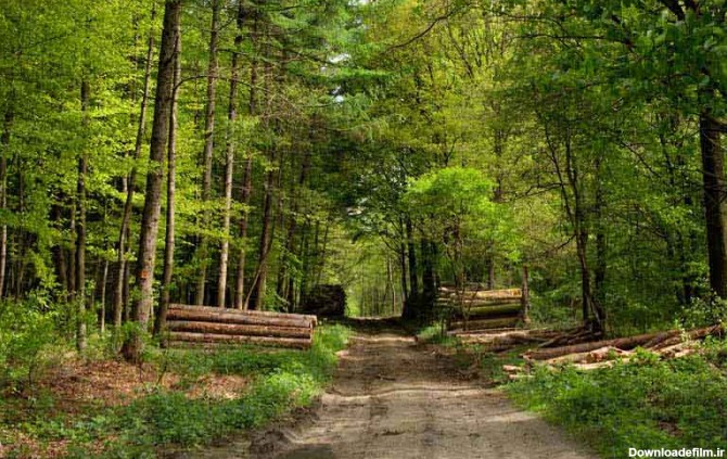 عکس باکیفیت راه جنگلی پر از درختان سبز