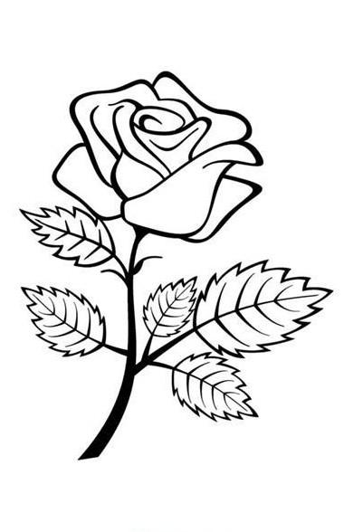 نقاشی گل رز ؛ عکس نقاشی گل رز آسان و سخت برای سنین مختلف - دلبرانه