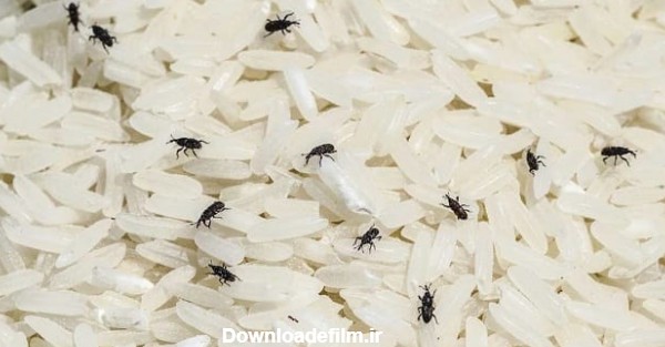 از بین بردن شپشک برنج و روش‌های پیشگیری از پخش شدن آن در خانه - چطور