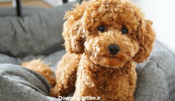 معرفی کامل نژاد سگ پودل poodle dog + نگهداری از سگ پودل مینیاتوری