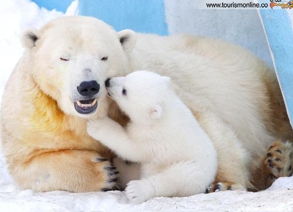 مادرانه های خرس قطبی / عکس - خبرآنلاین