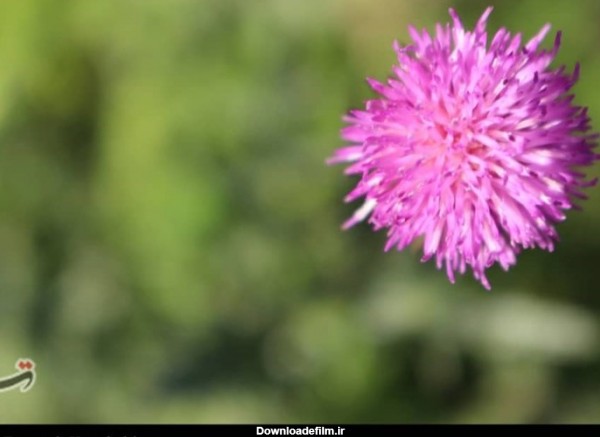 گل های بهاری طبیعت زیبای ایلام به روایت تصویر