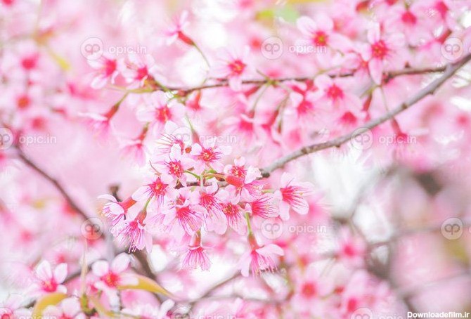 دانلود عکس بهار با شکوفه های گیلاس زیبای صورتی ساکورا | اوپیک