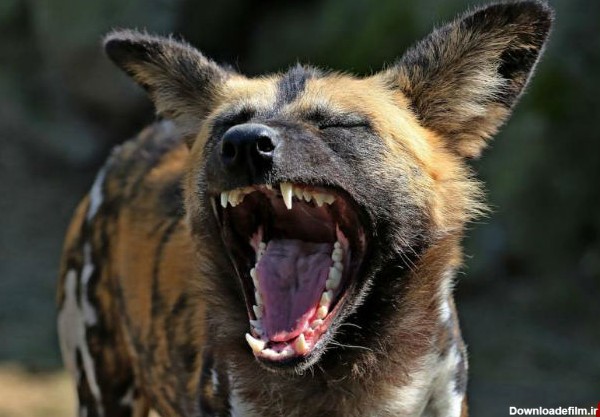 ٢٥ گونه خطرناک از کشنده‌ترين و مرگبارترین حیوانات جهان+ تصاویر