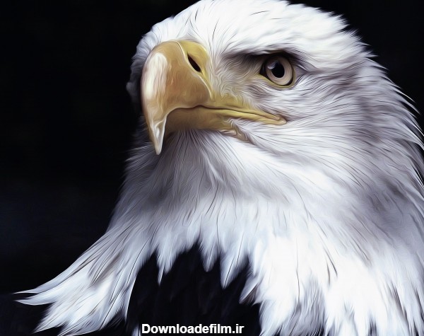 عکس عقاب زیبا برای پروفایل 8K