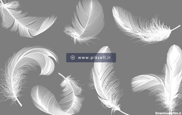 وکتور لایه باز پرهای سفید پرنده بصورت گرافیکی