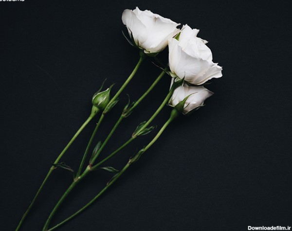 معنیِ رنگ گل رز سفید
