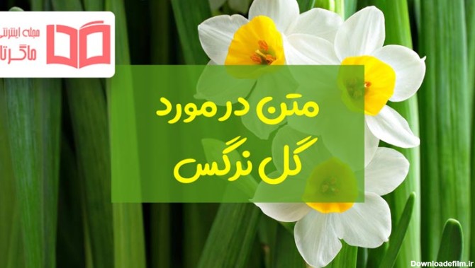 متن در مورد گل نرگس 🌼+ عکس نوشته عاشقانه درباره گل نرگسی ...