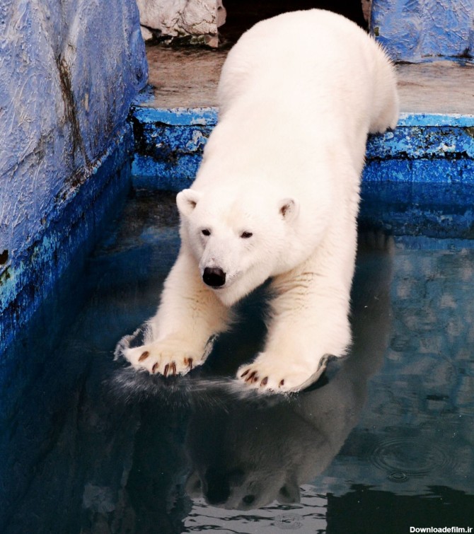 نگاهی بر زندگی بامزه خرس های قطبی در روسیه - 27.02.2020 ...