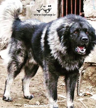عکس سگ وحشی ایران