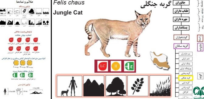 گربه جنگلی|گربه جنگلی در ایران|راسته گوشتخواران