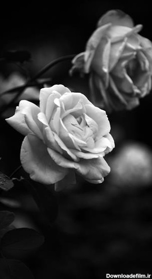 عکس های سیاه سفید گل