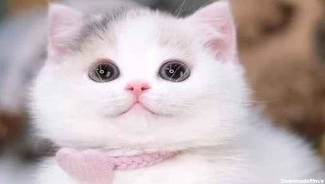 زیباترین بچه گربه های دنیا - گلچینی از گربه ها و بچه گربه های بامزه