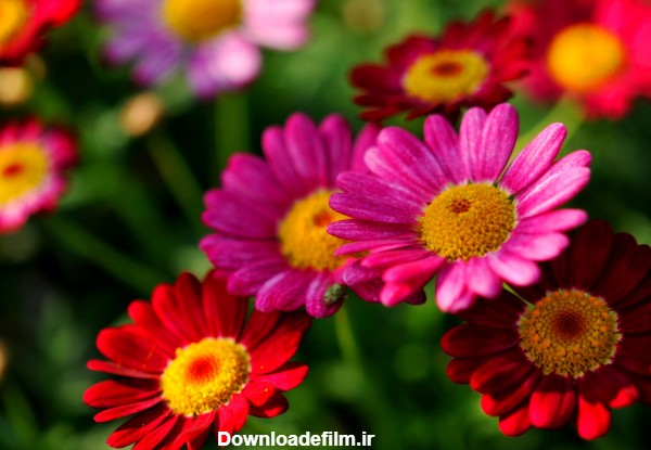 خوشگل ترین عکس گلها pretty flowers
