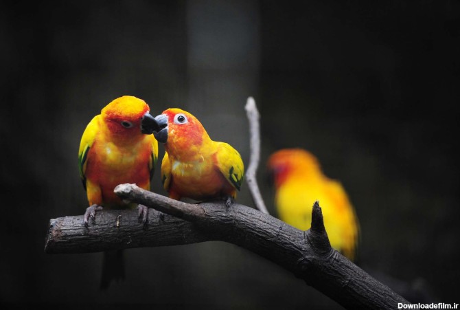 پرنده های عاشق