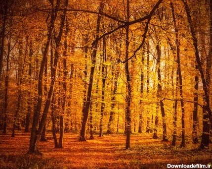 دانلود فایل با کیفیت تصویر جنگل زرد در فصل پاییز