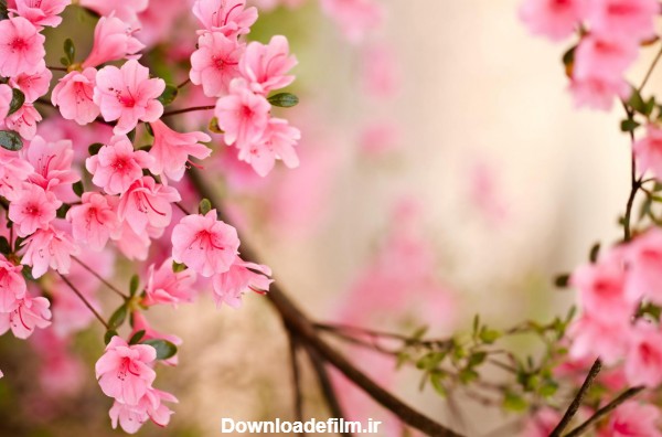 عکس شکوفه فصل بهار - عکس نودی
