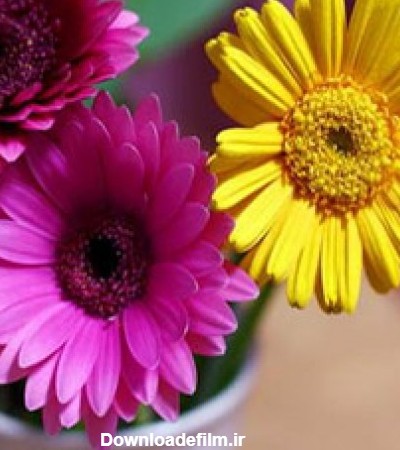 فروش و خرید گل ژربرا در گل فروشی اینترنتی رضوان سفارش انواع مدل گل ...