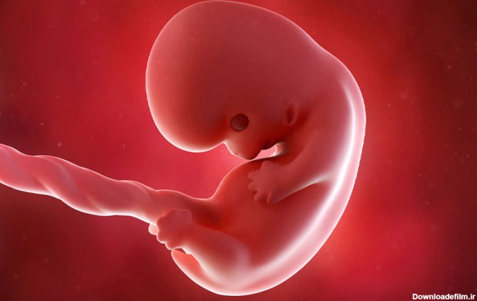 در هفته هشتم حاملگی دست و پای جنین شکل گرفته و شبیه به یک لوبیا می‌شود.