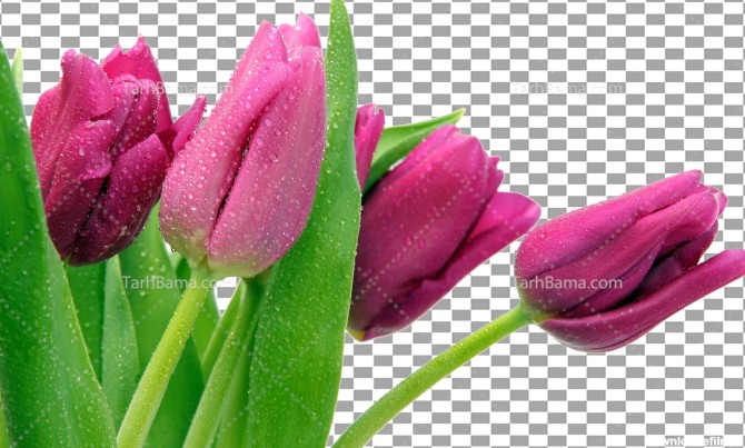 تصویر با کیفیت گل های لاله صورتی بدون بکگراند