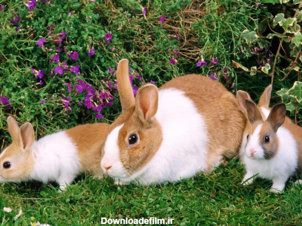 عکس خرگوش طلایی و سفید - عکس نودی