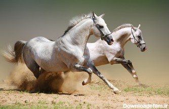 عکس اسب های سفید وحشی در دشت