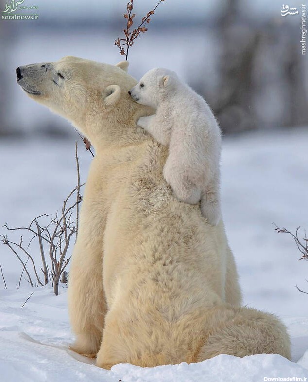 تصاویر/ بازیگوشی توله‌های خرس قطبی