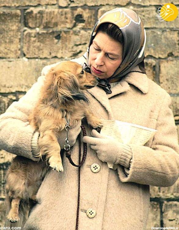 فرارو | (تصاویر) ملکه انگلیس و سگ‌های مورد علاقه‌اش