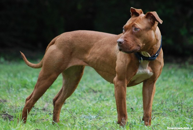 نژاد سگ آمریکن پیت بول تریر (American Pit Bull Terrier) عکس و ویدیو