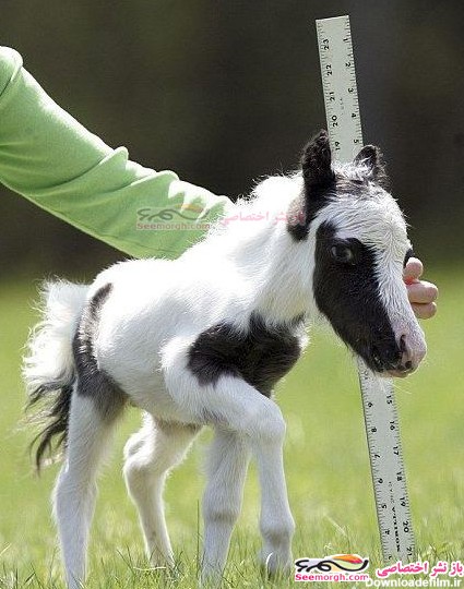 کوچک ترین اسب جهان با 3 کیلو وزن!!