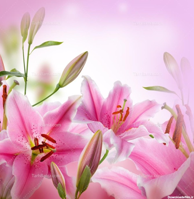 تصویر با کیفیت گل های زیبای لیلیوم صورتی