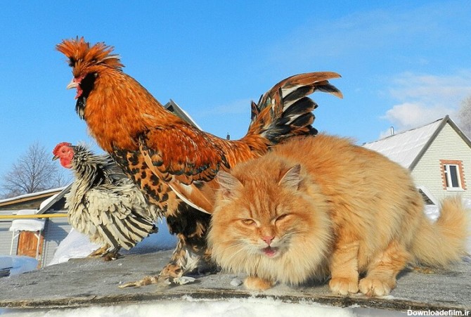 ببینید | جدال جالب یک مرغ و خروس با گربه بازیگوش؛ اتحاد رمز موفقیت