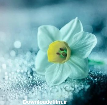عکس گل نرگس در باران برای پروفایل