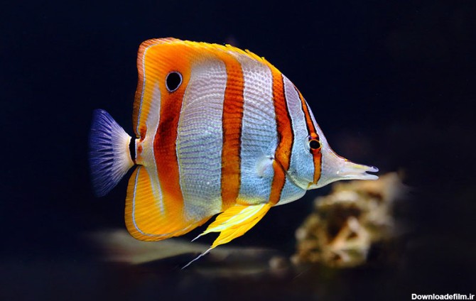 لیست زیباترین ماهی های آکواریومی صخره‌ای + تصاویر | دنیای حیوانات