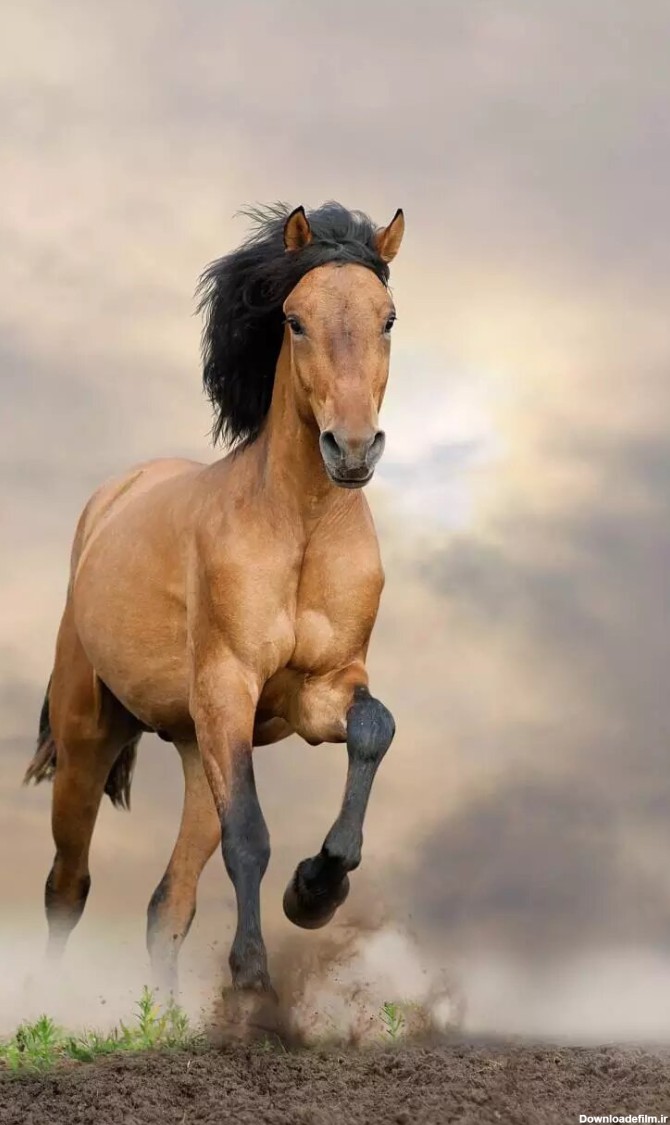 موستانگ» اسب ده هزار ساله آمریکایی!/ عکس - خبرآنلاین