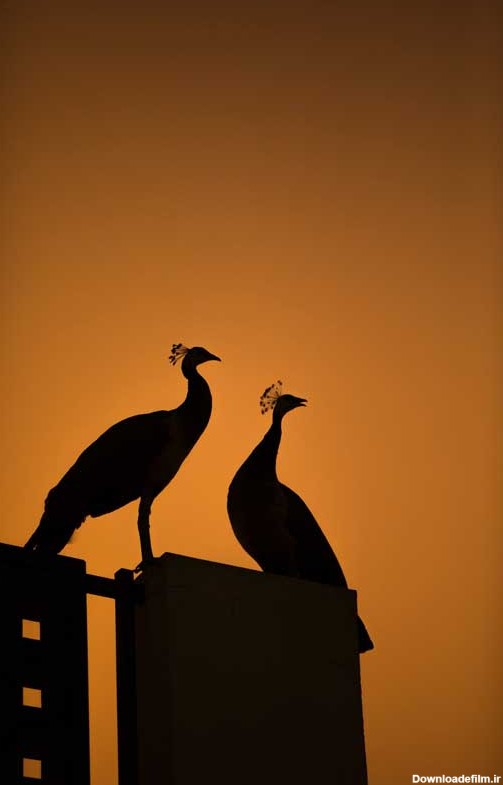 دانلود تصویر دو عدد طاووس در تاریکی