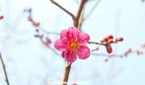 زیباترین گل های بهاری؛ ۱۵ گل خوش رنگ ‌و لعاب برای باغچه و گلدان - چطور